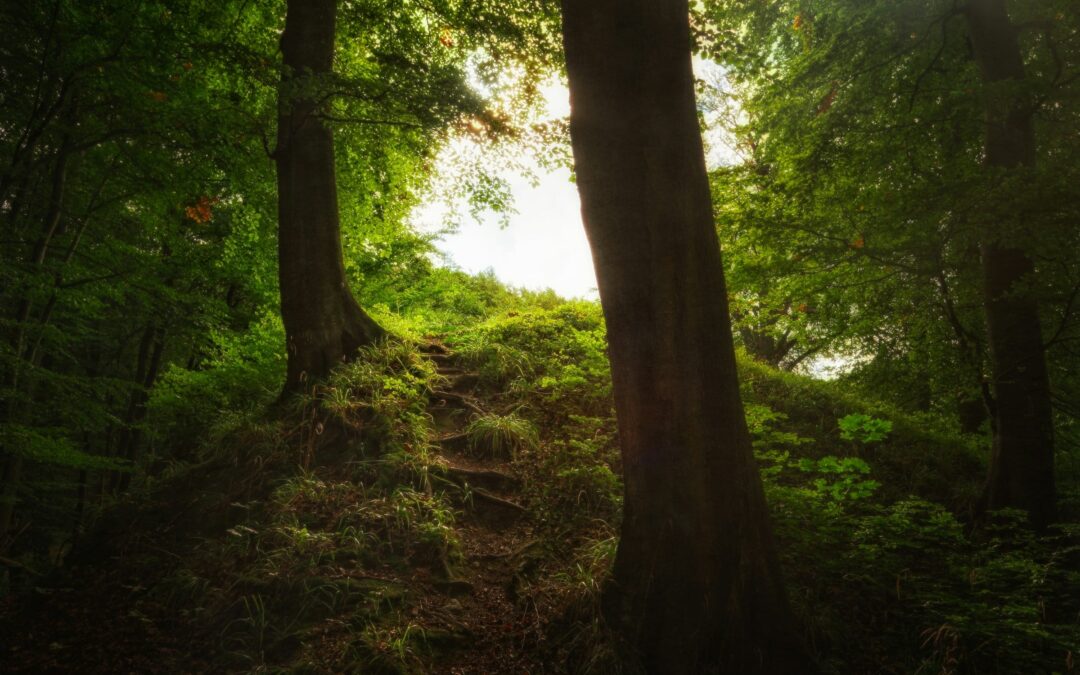 Intuitív kísérés – Transzformatív coaching